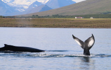 Arctic Adventures7