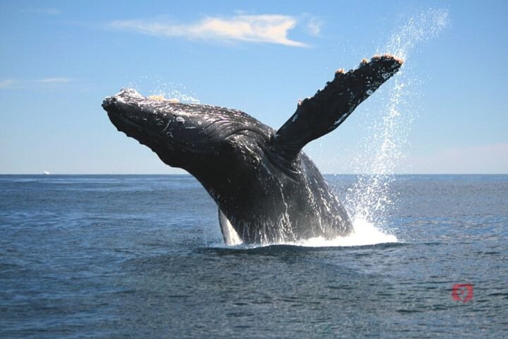 Self-Guided Audio Driving Tour in Maui
