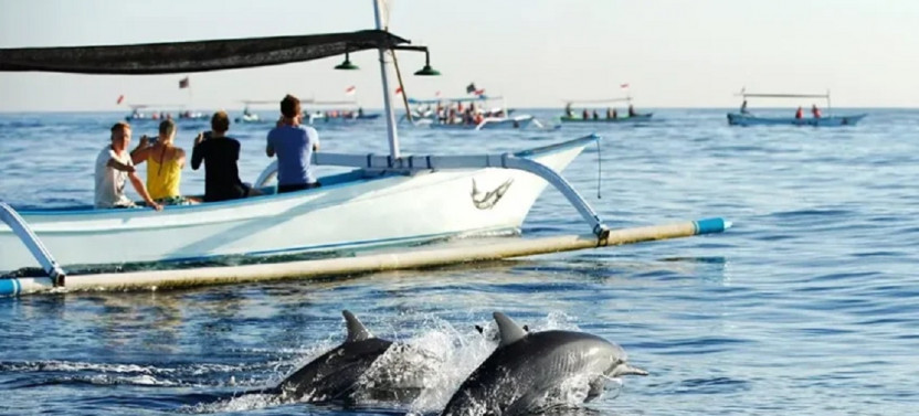 Dolphin Watching in Muscat