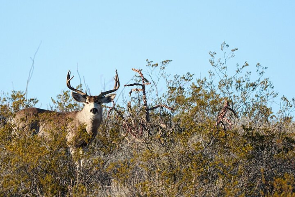 Self-Guided Driving Audio Tour of Big Bend National Park