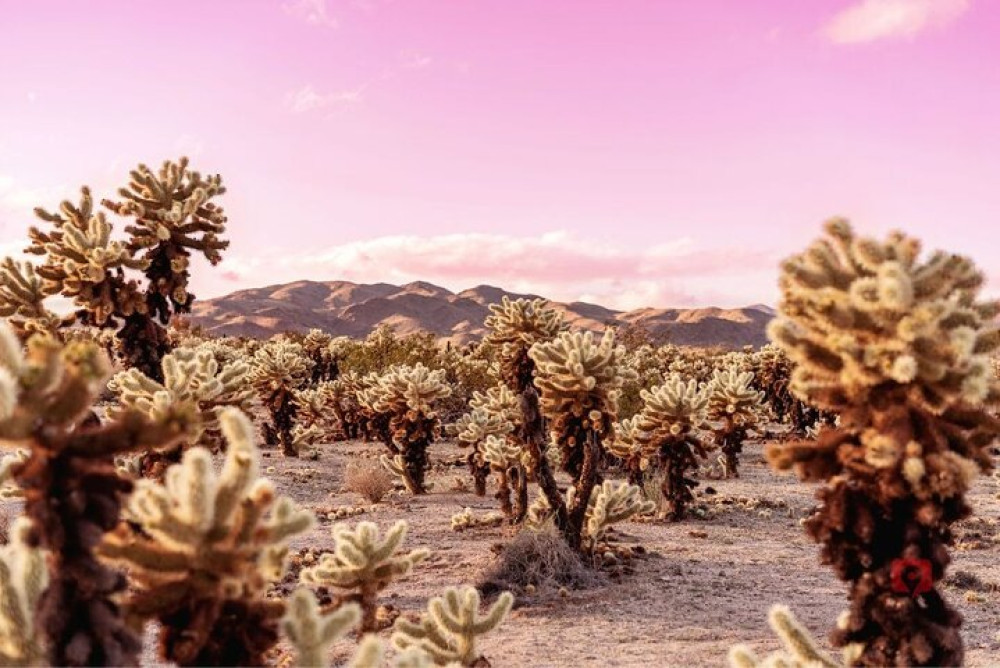Self-Guided Driving Audio Tour in Joshua Tree National Park