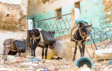 ExperienceFirst - Morocco5