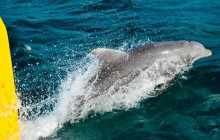 Island Cruises & Excursions5