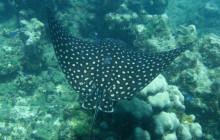 Island Cruises & Excursions18