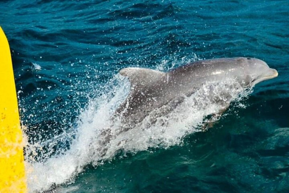 Gold Coast (Australia)