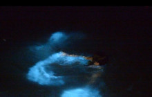 Island Cruises & Excursions10