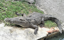 SNL Jamaican Tours Ltd3