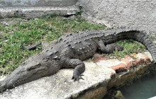 SNL Jamaican Tours Ltd4