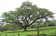 SNL Jamaican Tours Ltd33