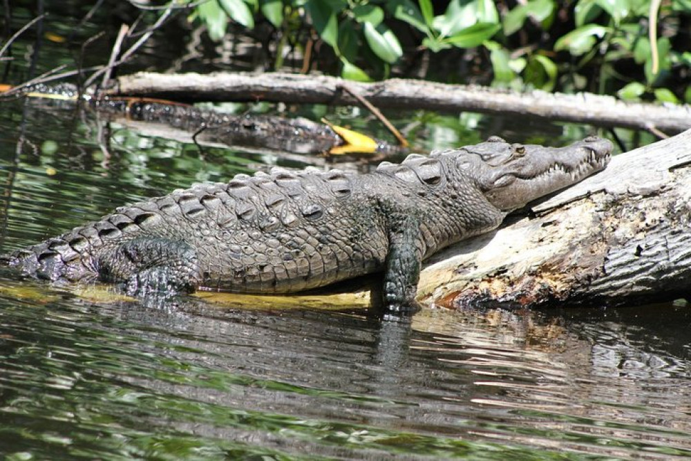 Private YS Falls And Black River Safari From Falmouth