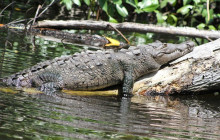 SNL Jamaican Tours Ltd1