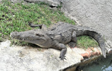 SNL Jamaican Tours Ltd6