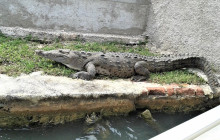 SNL Jamaican Tours Ltd19
