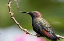 SNL Jamaican Tours Ltd16