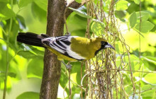 SNL Jamaican Tours Ltd17