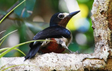 SNL Jamaican Tours Ltd19