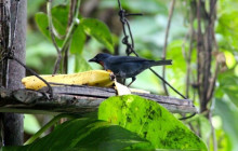 SNL Jamaican Tours Ltd20