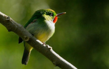 SNL Jamaican Tours Ltd22