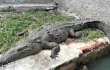 SNL Jamaican Tours Ltd11