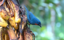 SNL Jamaican Tours Ltd22