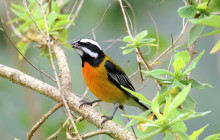SNL Jamaican Tours Ltd24