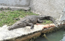 SNL Jamaican Tours Ltd4