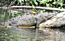 SNL Jamaican Tours Ltd5