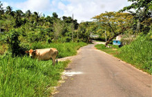 SNL Jamaican Tours Ltd18