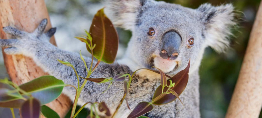 Port Stephens Wildlife Adventure With Dolphin Cruise & Koala Encounter