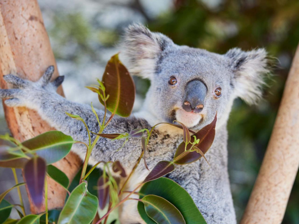 Port Stephens Wildlife Adventure With Dolphin Cruise & Koala Encounter