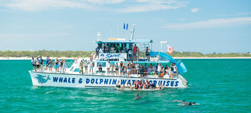 Port Stephens Wildlife Adventure With Dolphin Cruise & Koala Encounter