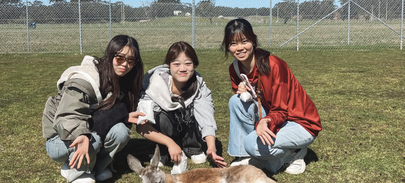 Port Stephens Wildlife Adventure With Dolphin Cruise & Koala Encounter