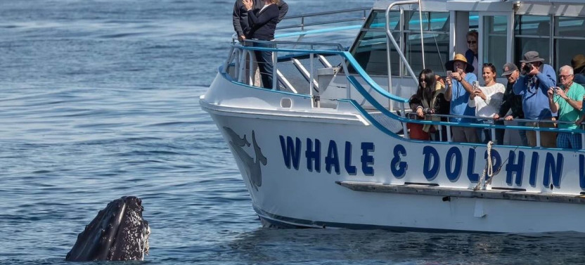 Port Stephens Whale Watching & Mount Tomaree Hike Day Trip from Newcastle