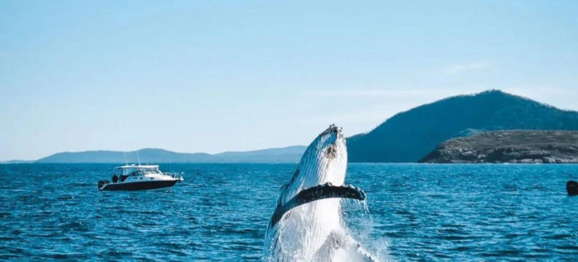 Port Stephens Whale Watching & Mount Tomaree Hike Day Trip from Newcastle