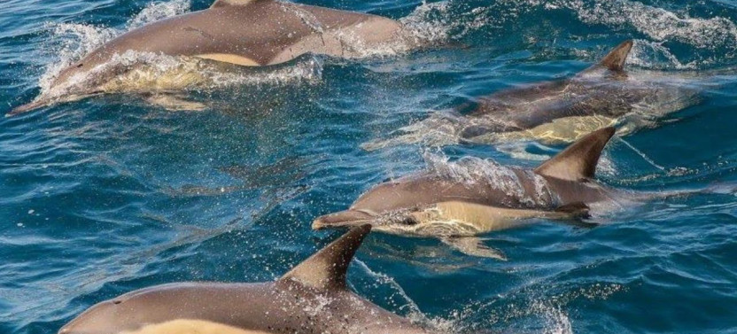 Private Port Stephens Day Tour with Hike, Dolphins & Craft Beer