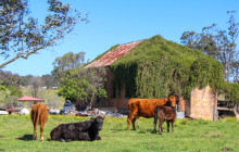 Newy Tour Co9