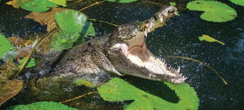 Kuranda: Scenic Rail, Coach and Hartley's Crocodile Adventure (CNS)