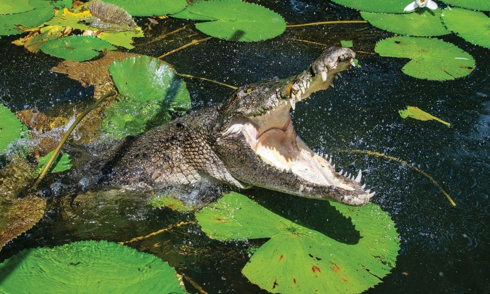Kuranda: Scenic Rail, Coach and Hartley's Crocodile Adventure (CNS)