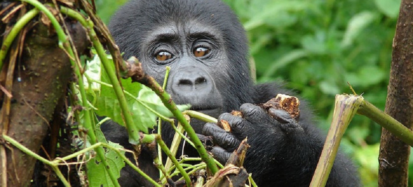 11 Day Gorillas and Chimpanzees Wildlife Safari in Uganda