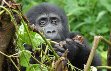 11 Day Gorillas and Chimpanzees Wildlife Safari in Uganda