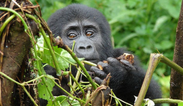 A picture of 11 Day Gorillas and Chimpanzees Wildlife Safari in Uganda