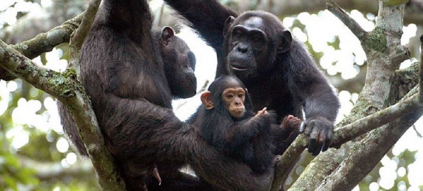 10 Day Best of Uganda Ultimate Primate Safari
