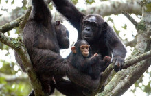10 Day Best of Uganda Ultimate Primate Safari