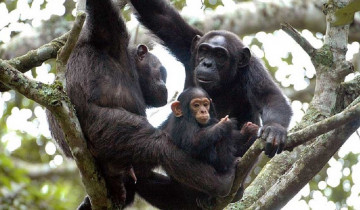 A picture of 10 Day Best of Uganda Ultimate Primate Safari