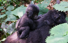 10 Day Uganda Gorilla, Wildlife and Chimpanzee Safari