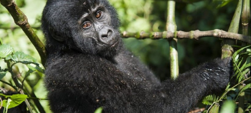 8 Day Murchison Chimpanzee, Queen Elizabeth and Gorilla Safari