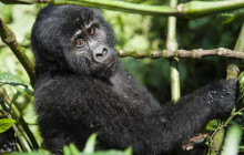 8 Day Murchison Chimpanzee, Queen Elizabeth and Gorilla Safari