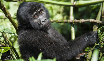 A picture of 8 Day Murchison Chimpanzee, Queen Elizabeth and Gorilla Safari