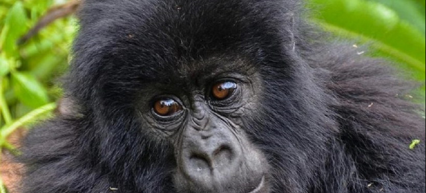 7 Day Queen Elizabeth Gorillas Trekking In Bwindi and Lake Mburo Safari