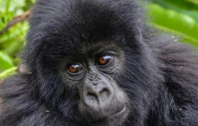 7 Day Queen Elizabeth Gorillas Trekking In Bwindi and Lake Mburo Safari